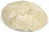 Fossil Tortoise (Testudo) Shell - South Dakota #235564-5